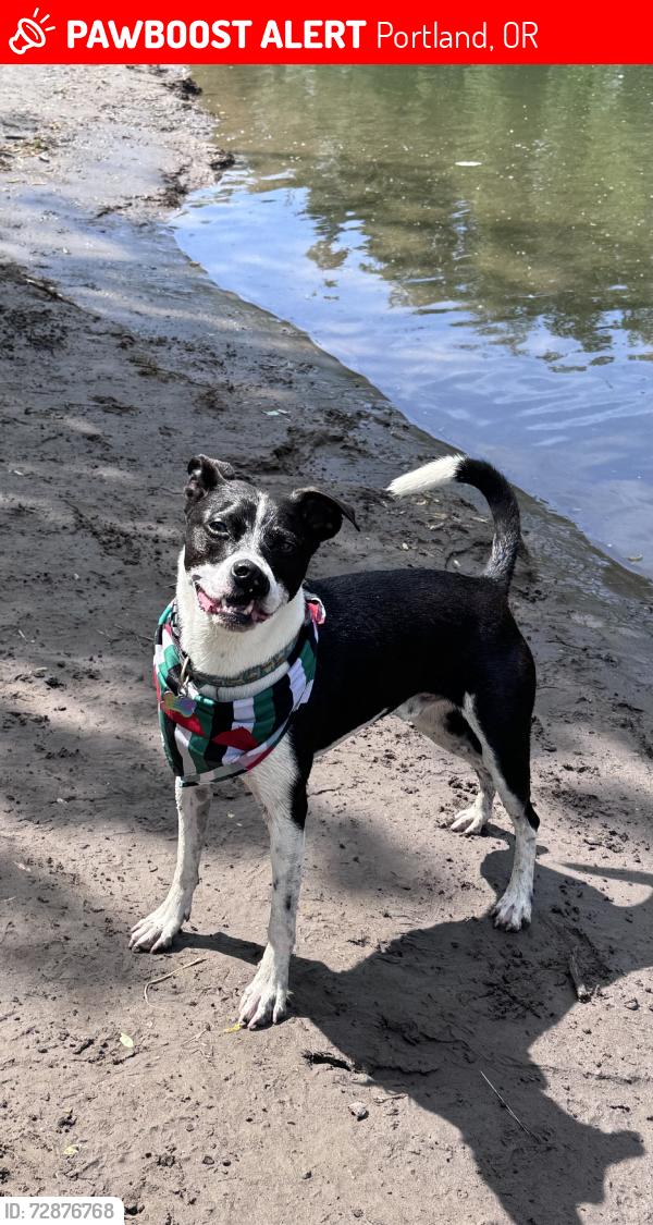 Lost Male Dog last seen Brentwood city park, Portland, OR 97206
