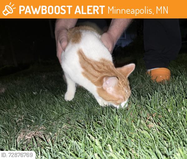 Found/Stray Female Cat last seen 57th and Dupont, Minneapolis, MN 55419