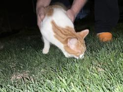 Found/Stray Female Cat last seen 57th and Dupont, Minneapolis, MN 55419