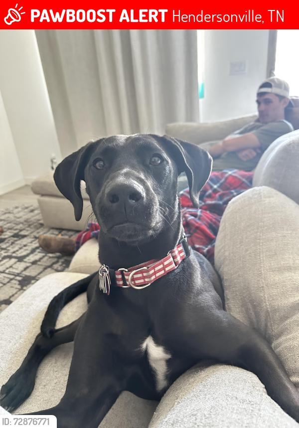 Lost Female Dog last seen Near west Main Street , Hendersonville, TN 37075