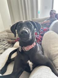 Lost Female Dog last seen Near west Main Street , Hendersonville, TN 37075