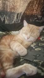 Lost Male Cat last seen Walnut Grove park, Vancouver, WA 98661