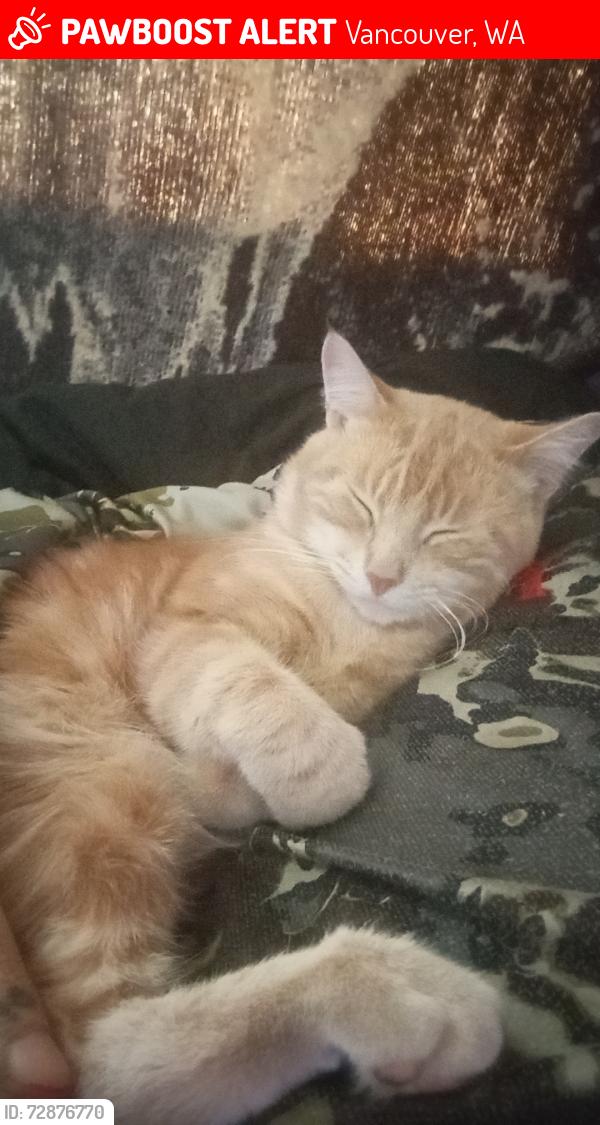 Lost Male Cat last seen Walnut Grove park, Vancouver, WA 98661