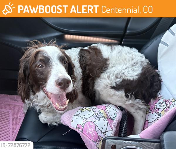 Found/Stray Female Dog last seen AutoNation Subaru Arapahoe , Centennial, CO 80111