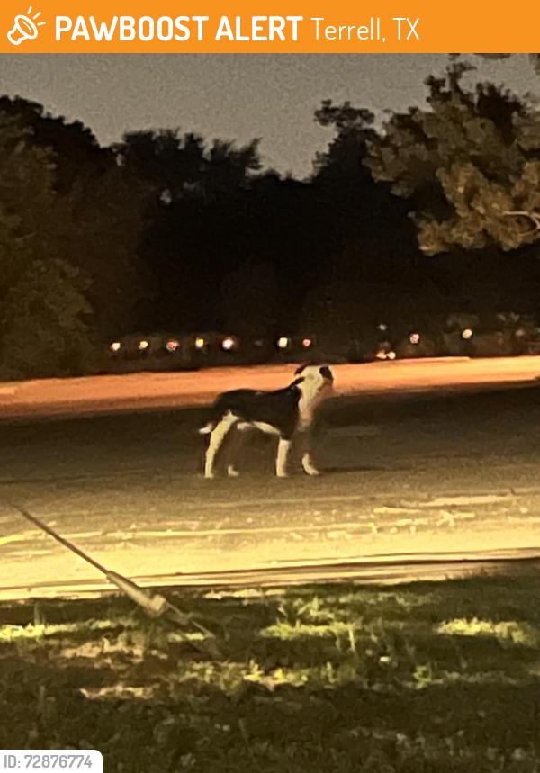 Found/Stray Unknown Dog last seen woodlands , Terrell, TX 75160