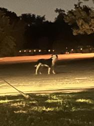 Found/Stray Unknown Dog last seen woodlands , Terrell, TX 75160