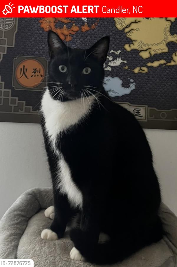 Lost Male Cat last seen McFee Rd, Candler, NC 28715