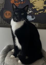 Lost Male Cat last seen McFee Rd, Candler, NC 28715