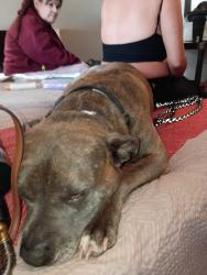 Lost Male Dog last seen hayes, Fresno, CA 93721