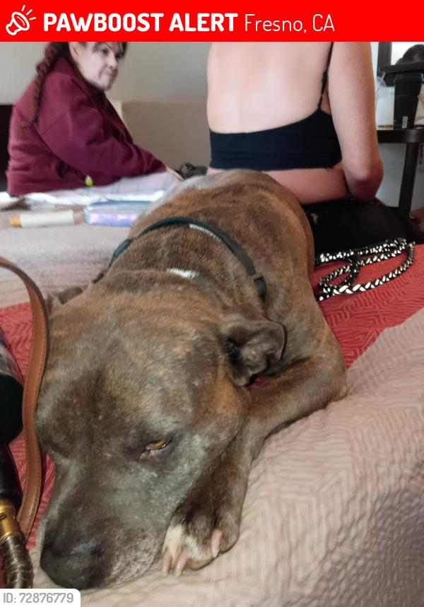 Lost Male Dog last seen hayes, Fresno, CA 93721