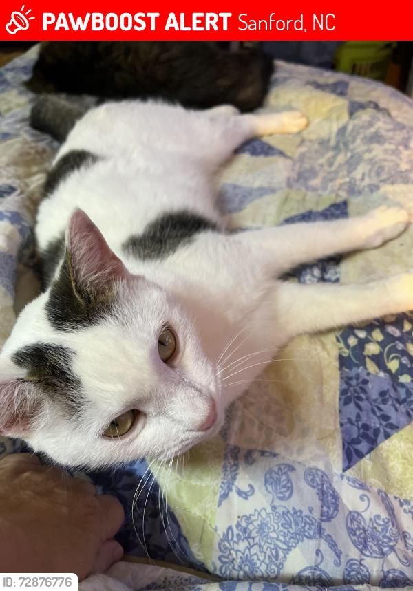 Lost Male Cat last seen Carolina lakes, Sanford, NC 27332