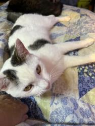 Lost Male Cat last seen Carolina lakes, Sanford, NC 27332