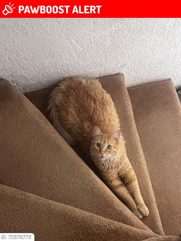 Lost Male Cat last seen Av literatura, el tintero , Santiago de Querétaro, Qro. 76134