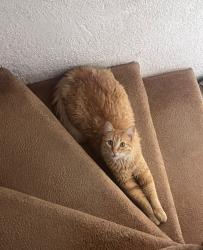 Lost Male Cat last seen Av literatura, el tintero , Santiago de Querétaro, Qro. 76134