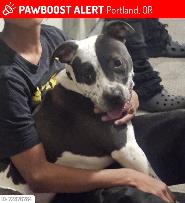 Lost Female Dog last seen Holgate and 30th, Portland, OR 97202