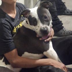 Lost Female Dog last seen Holgate and 30th, Portland, OR 97202