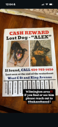 Lost Male Dog last seen on opp and island st, Los Angeles, CA 90744