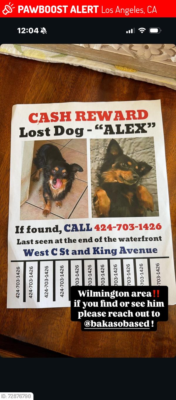 Lost Male Dog last seen on opp and island st, Los Angeles, CA 90744