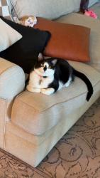 Lost Female Cat last seen Magnolia Valley Plantation, Evans, GA 30809