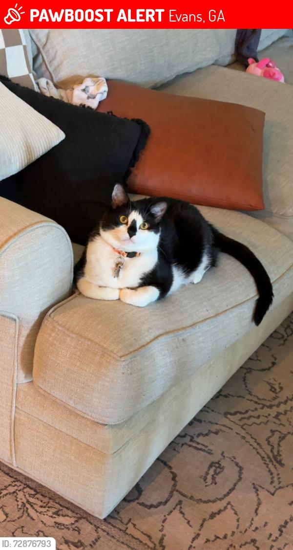 Lost Female Cat last seen Magnolia Valley Plantation, Evans, GA 30809