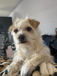Lost Male Dog last seen Via San Delarro , Montebello, CA 90640