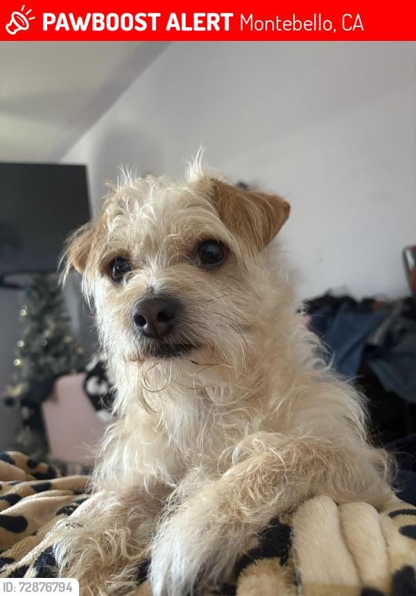 Lost Male Dog last seen Via San Delarro , Montebello, CA 90640