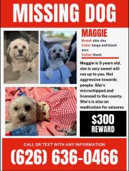 Lost Female Dog last seen Maryvale, Garvey Ranch Park, Monterey Vista, New Ave, Jackson Ave, Del Mar Ave, Mooney Dr, Cathryn Dr, Cathryn Pl, Stevens, Rosemead, CA 91770