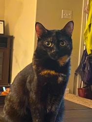 Lost Female Cat last seen Cedar brook way, sherwood, or, Sherwood, OR 97140
