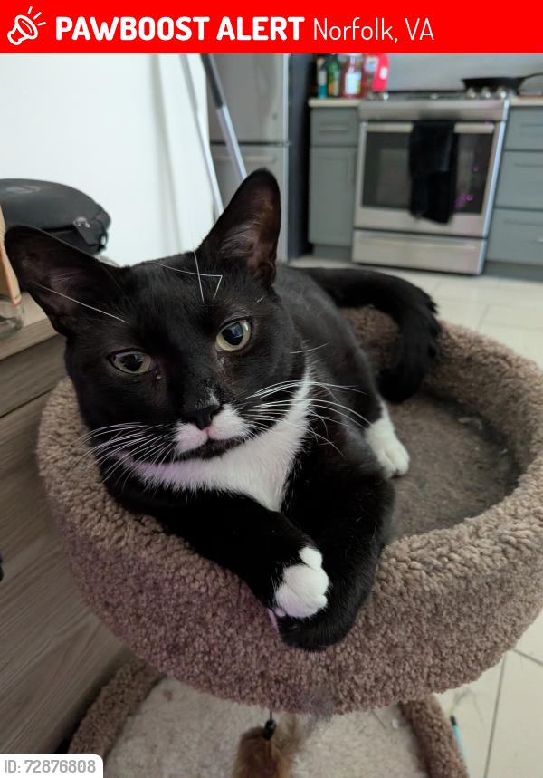 Lost Male Cat last seen Maycox Ave, Norfolk, VA 23505