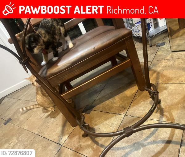 Lost Female Cat last seen Was running towards Kennedy highschool, Richmond, CA 94804