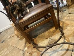 Lost Female Cat last seen Was running towards Kennedy highschool, Richmond, CA 94804