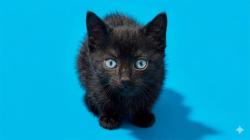 Shelter Stray Female Cat last seen Near BLOCK RICKY DR DRIVEWAY, Jacksonville, FL 32204