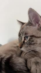 Lost Male Cat last seen 86th ave , Marysville, WA 98270
