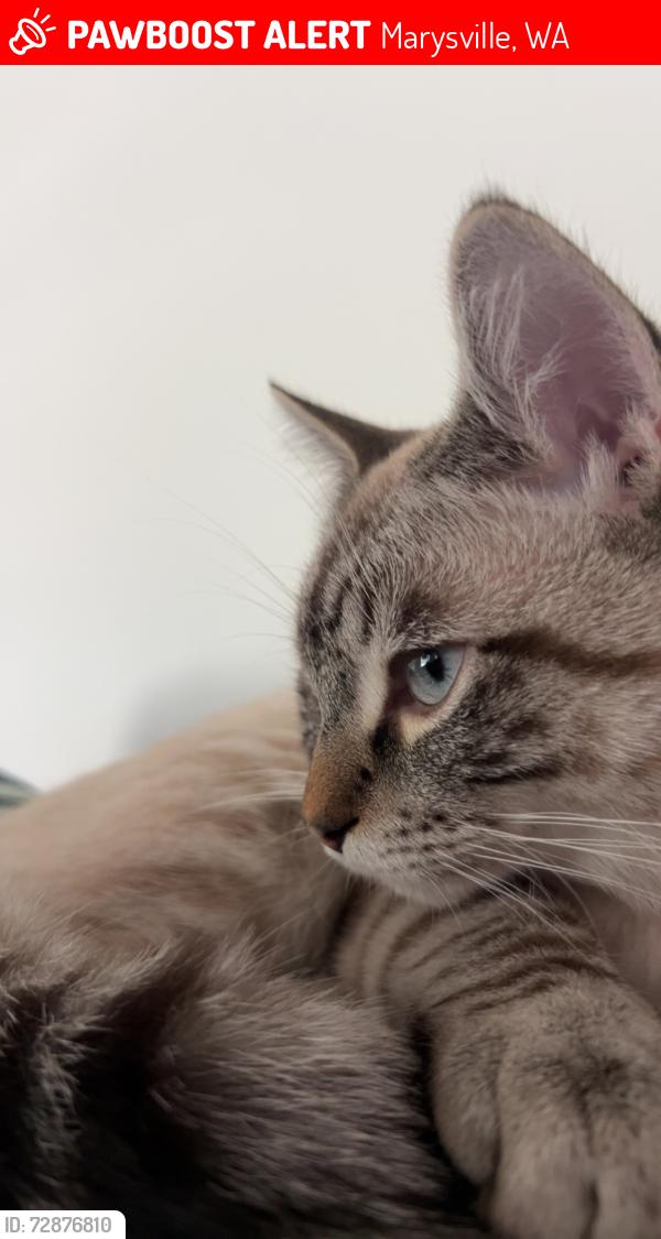 Lost Male Cat last seen 86th ave , Marysville, WA 98270