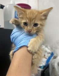 Shelter Stray Male Cat last seen SAN BERNARDINO HIGH SCHOOL, San Bernardino, CA 92401