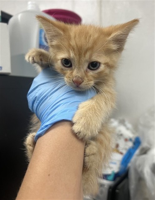 Shelter Stray Male Cat last seen SAN BERNARDINO HIGH SCHOOL, San Bernardino, CA 92401