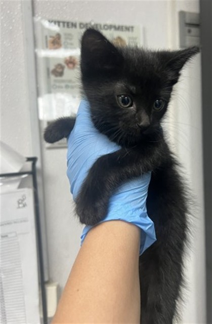 Shelter Stray Female Cat last seen SAN BERNARDINO HIGH SCHOOL, San Bernardino, CA 92401