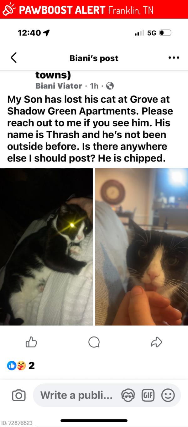Lost Male Cat last seen Toll house Circle, Road Franklin, Franklin, TN 37064