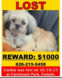 Lost Female Dog last seen Fairmont park Riverside , Riverside, CA 92501