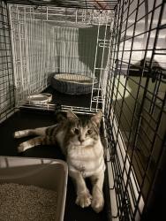 Found/Stray Male Cat last seen Wailea , Wailea-Makena, HI 96753