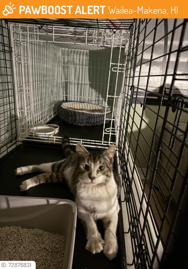 Found/Stray Male Cat last seen Wailea , Wailea-Makena, HI 96753