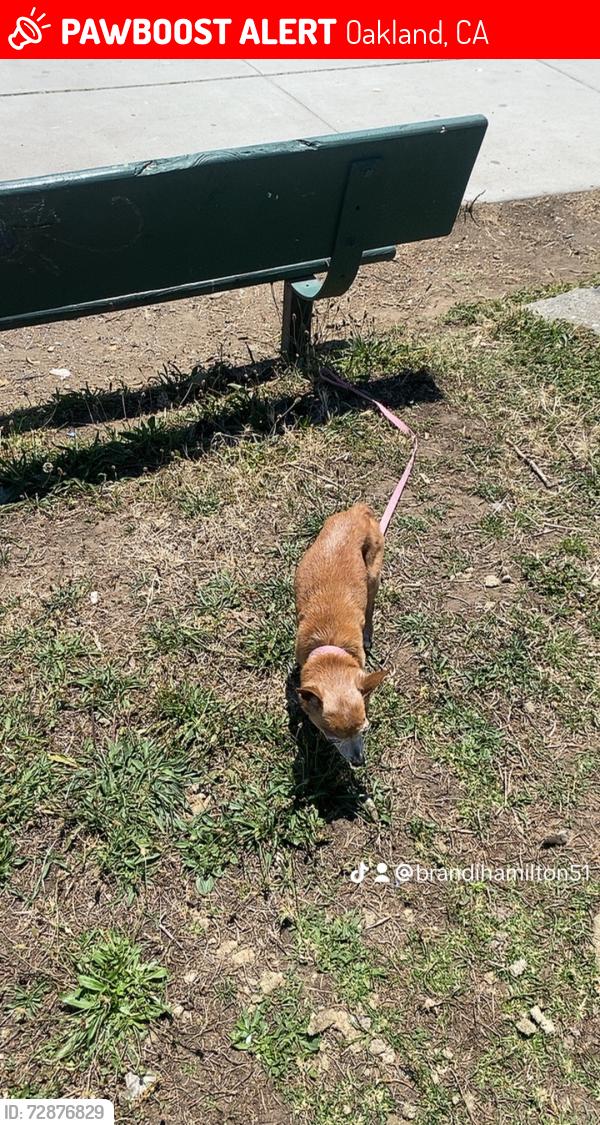 Lost Female Dog last seen Chester, Oakland, CA 94607