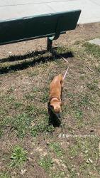 Lost Female Dog last seen Chester, Oakland, CA 94607