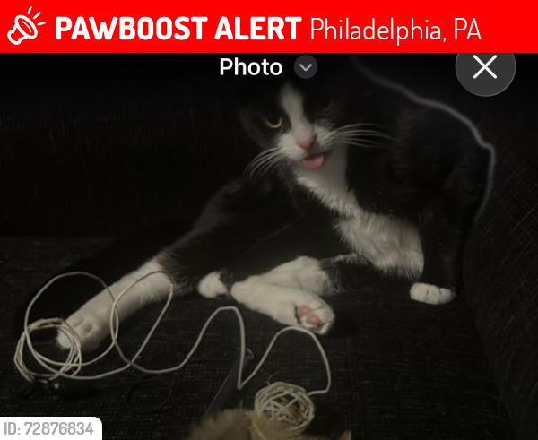 Lost Female Cat last seen Frankford, Philadelphia, PA 19136