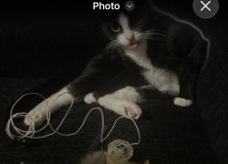 Lost Female Cat last seen Frankford, Philadelphia, PA 19136