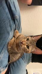 Found/Stray Unknown Cat last seen Riverside, Riverside, CA 92501