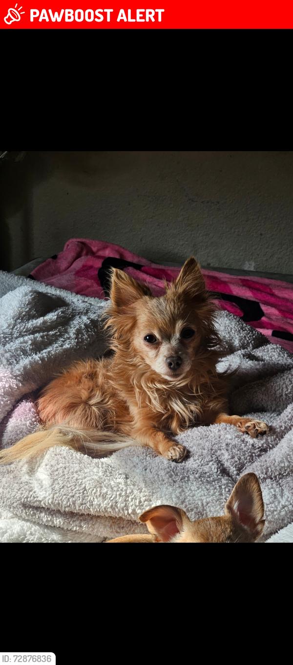Lost Male Dog last seen Near Waterfront Pl, West Sacramento, CA 95605, West Sacramento, CA 95605