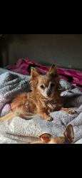 Lost Male Dog last seen Near Waterfront Pl, West Sacramento, CA 95605, West Sacramento, CA 95605