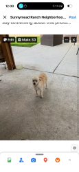Lost Female Dog last seen Manzanita, Moreno Valley, CA 92557
