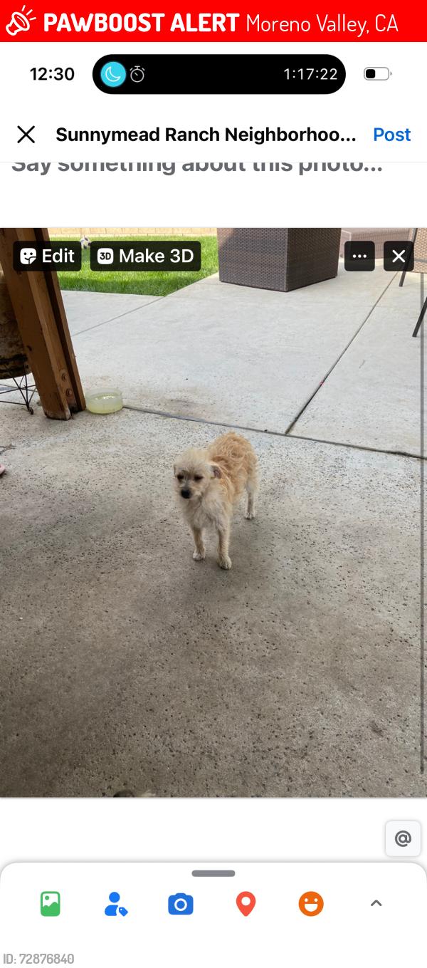 Lost Female Dog last seen Manzanita, Moreno Valley, CA 92557